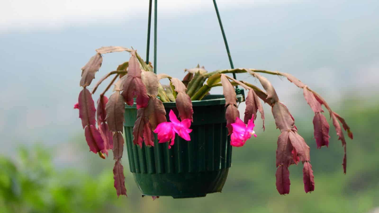 Close up view of Christmas cactus with pink flower planted in a plastic hanging pot