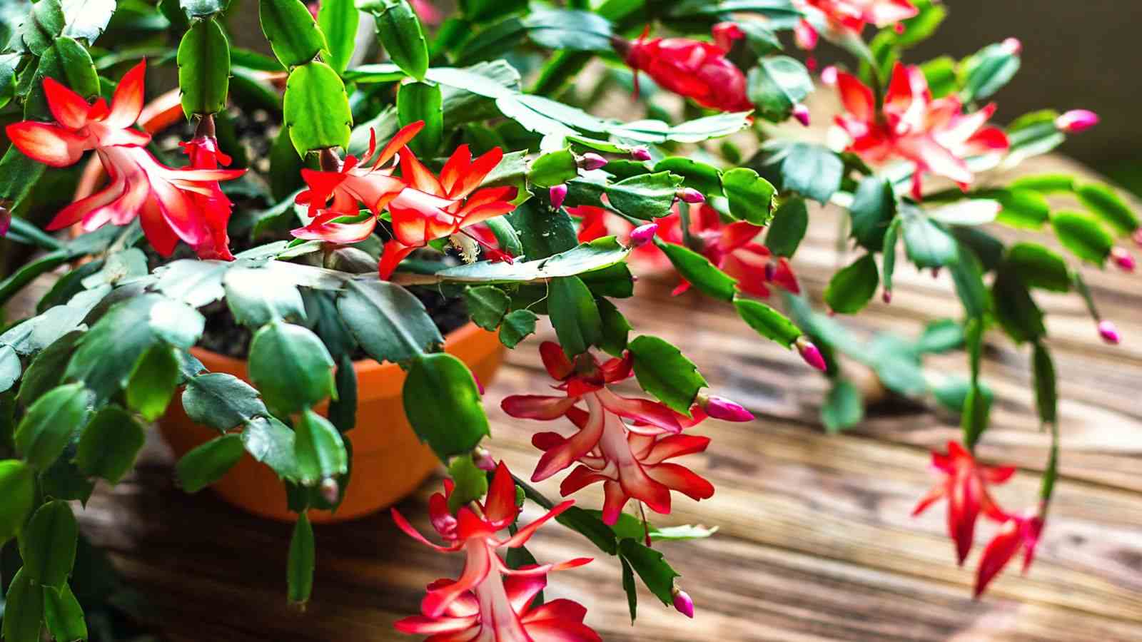 Close up view of Christmas cactus with red flower in bloom in an orange pot under the partial shade of the sun