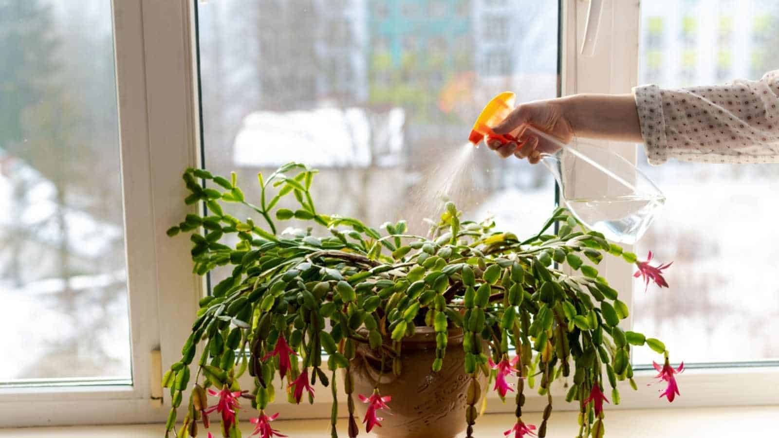 Close up view of a female hand spraying water on Christmas cactus in a pot on the windowsill in the sunlight