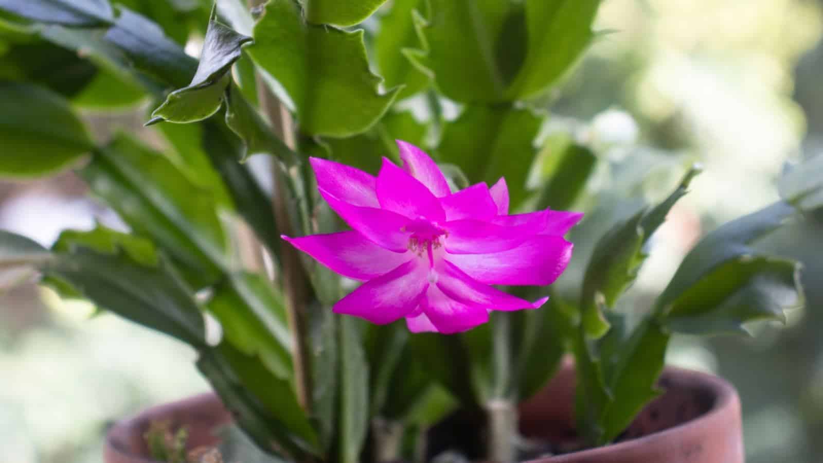 Selective focus of Schlumbergera truncata with pointed claw-like leaves and pink bloom