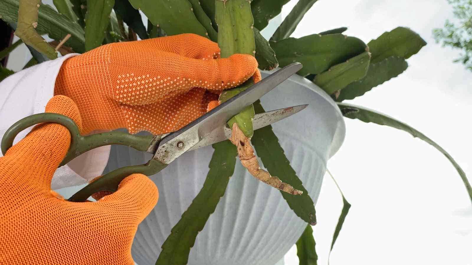 Close up of a gardener pruning a dry leaf with scissors