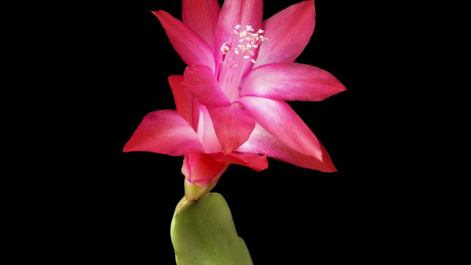 Macro shot of pink Christmas cactus bloom on a dark background