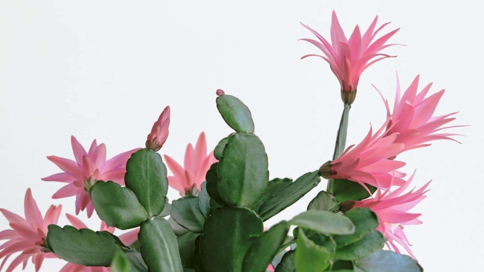 Close up view of easter cactus plant in pink flower blossom with white background