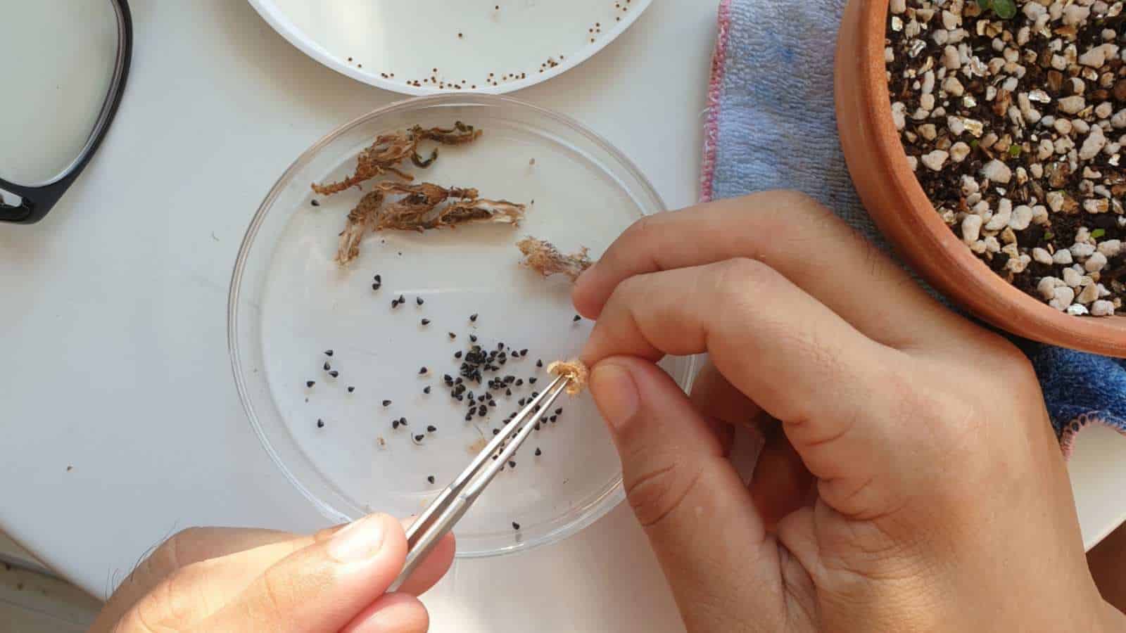 Close up view of a gardener collecting seeds from the pods