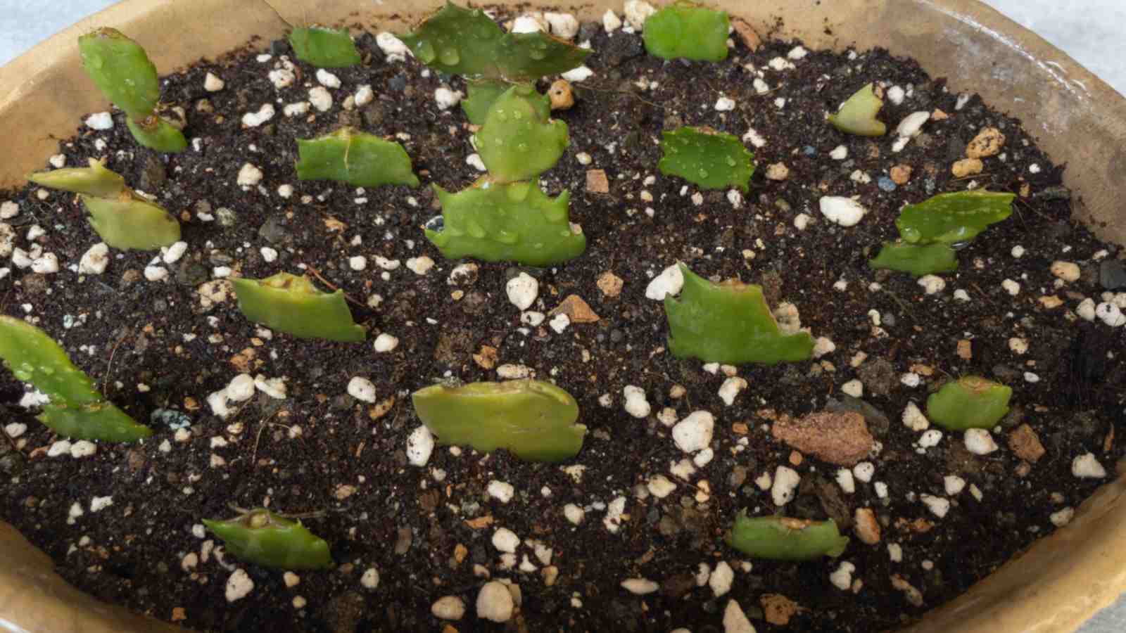 Close up view of a Christmas cactus growing in soil from cuttings