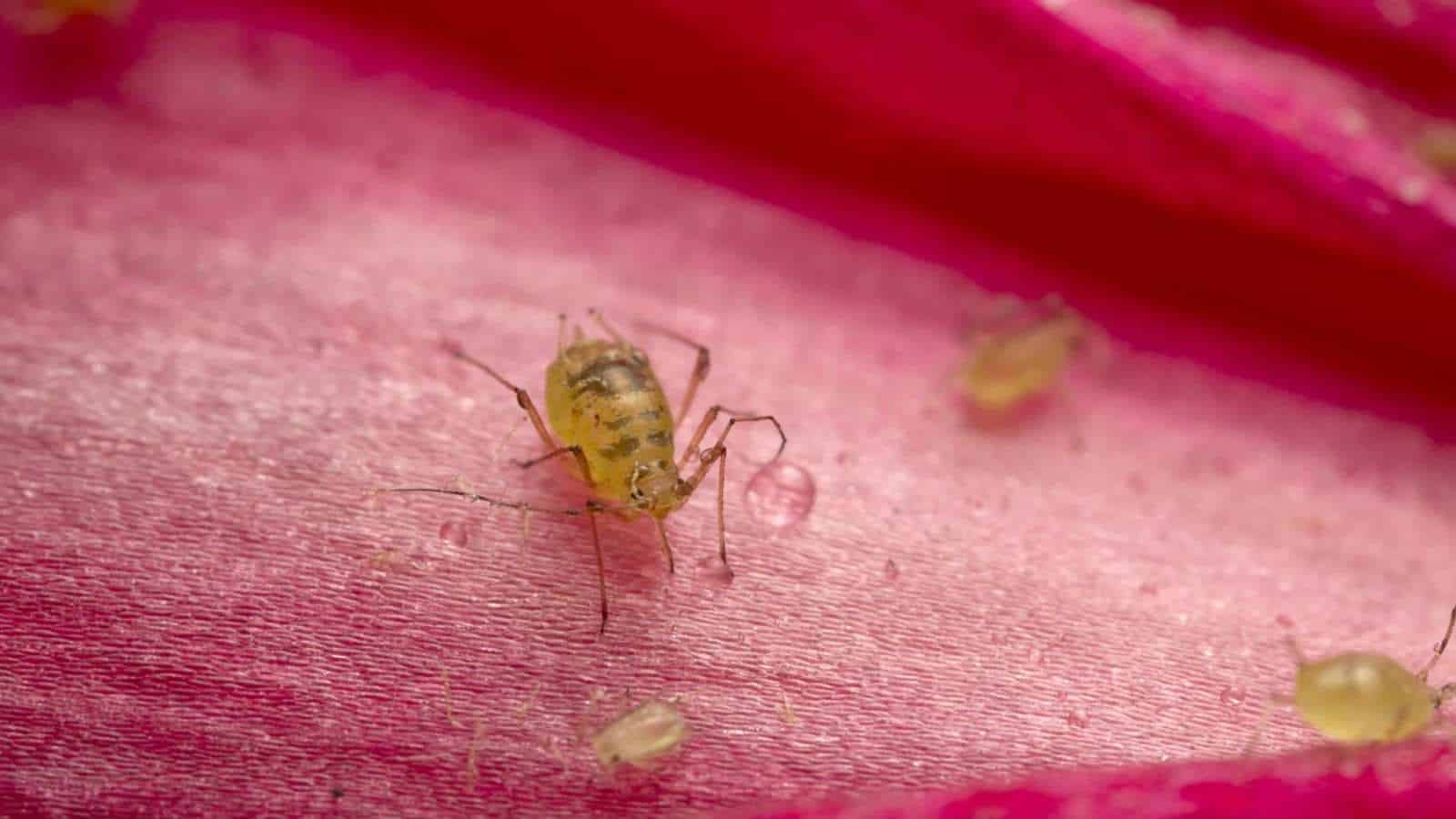 Macro shot of an aphid feeding on Christmas cactus flower