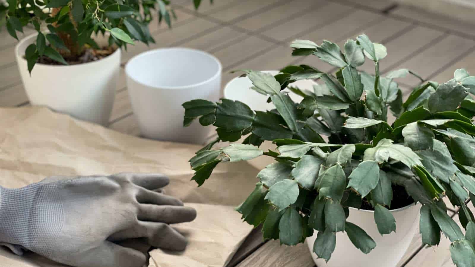 Close up view of a Christmas cactus plant in a white pot with gardener gloves on top of brown paper and an empty white pot