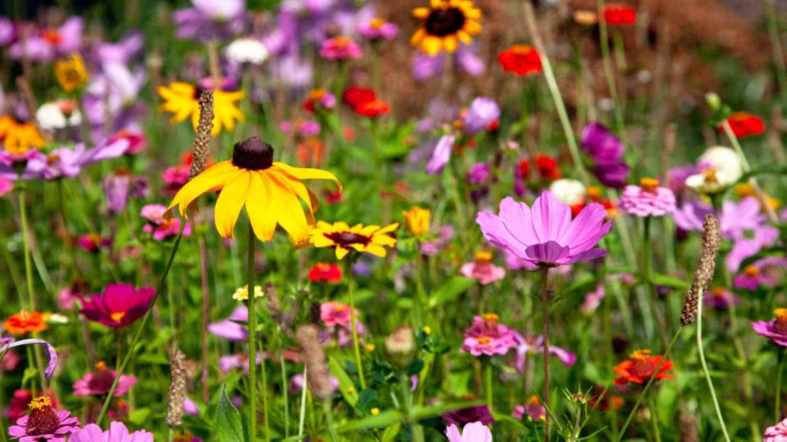 Close up photo of bright and colorful field of butterfly flowers