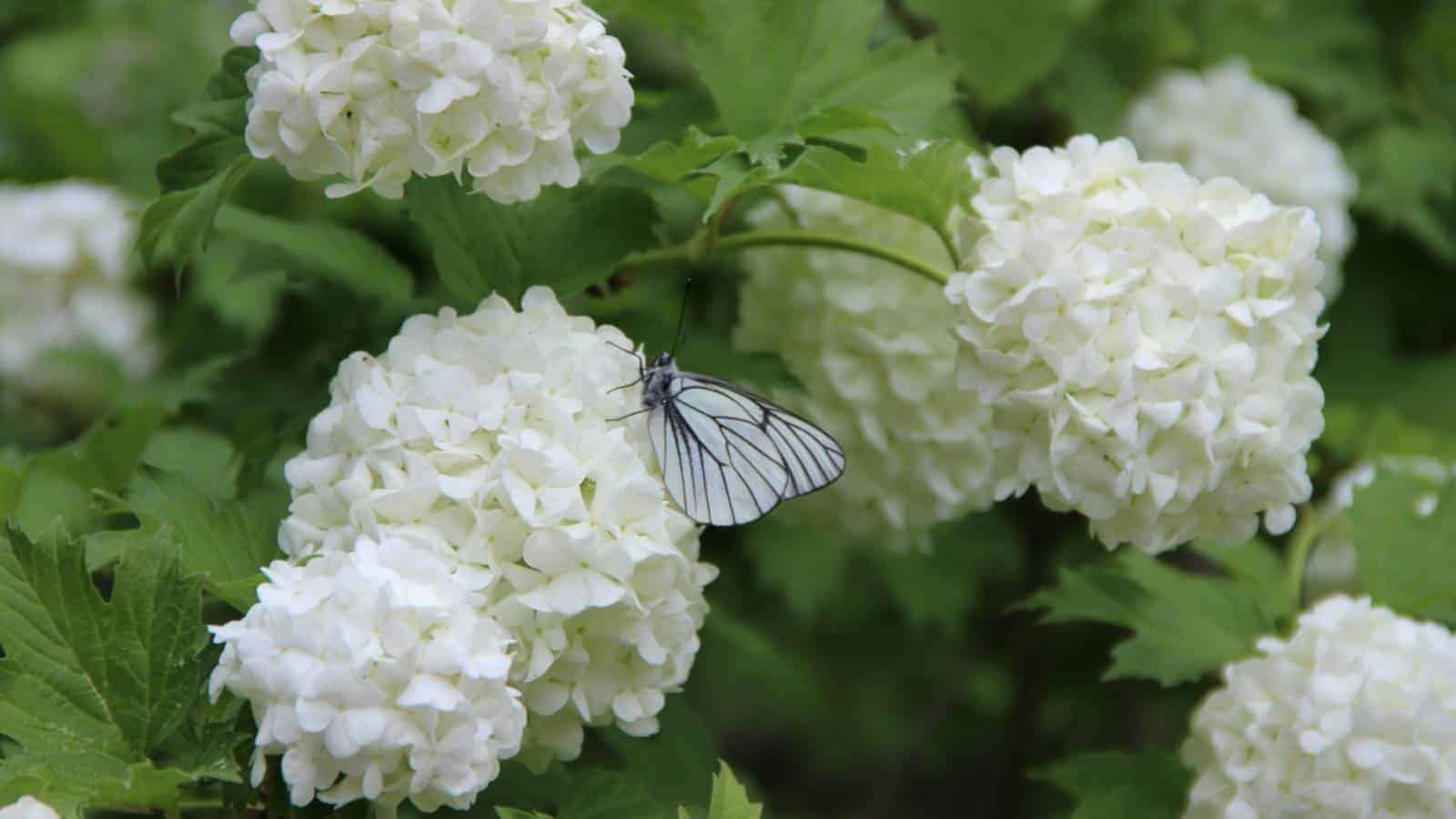 Close up view of white butterfly on beautiful snow-white flowers of viburnum