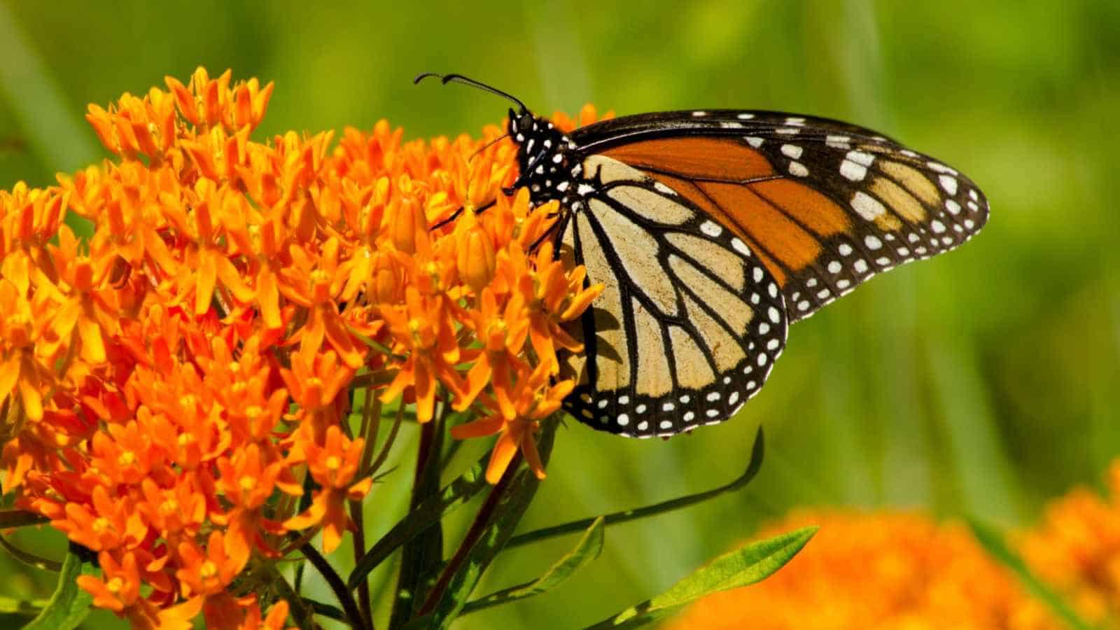 Selective focus of vibrant orange petals of a flowering plant that provide nectar for a monarch butterfly