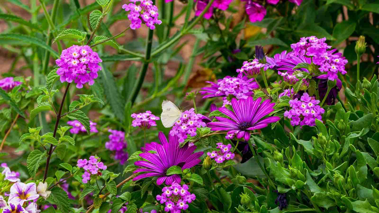 Close up view of beautiful pink colored flowers in a garden with a pollinating cabbage white butterfly