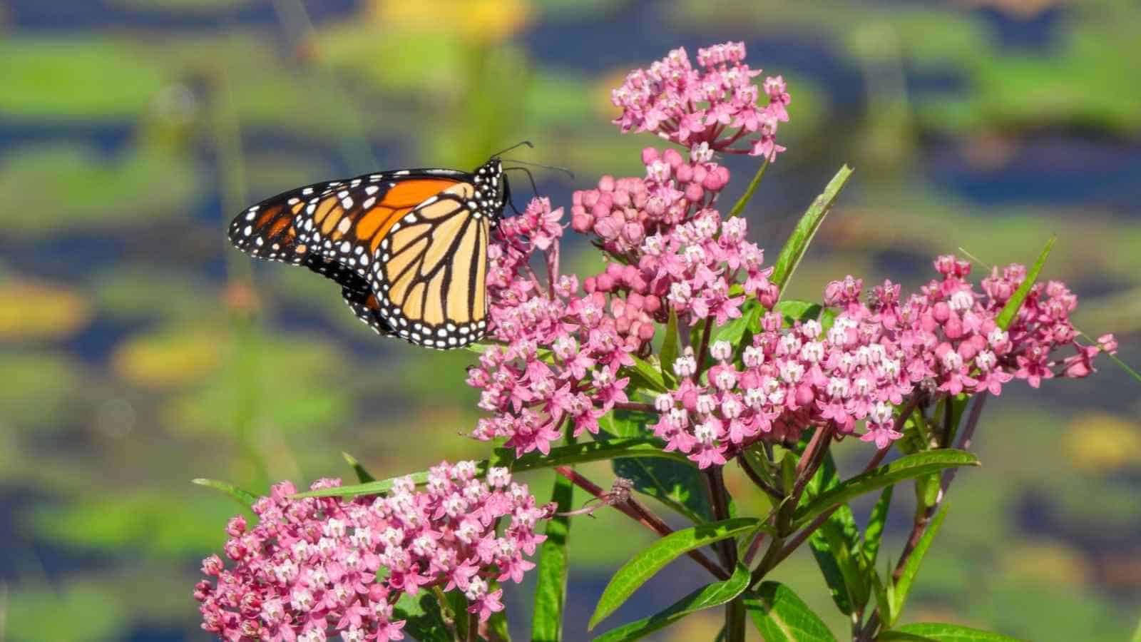 Selective focus of a pink swamp milkweed flower with a monarch butterfly