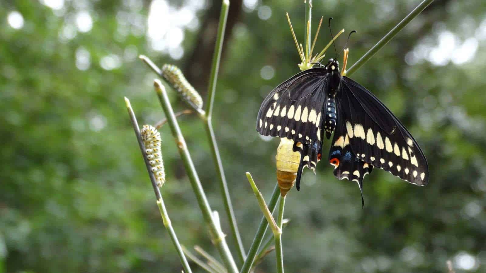 Close up view of a black swallowtail butterfly newly emerged from its chrysalis and preparing for first