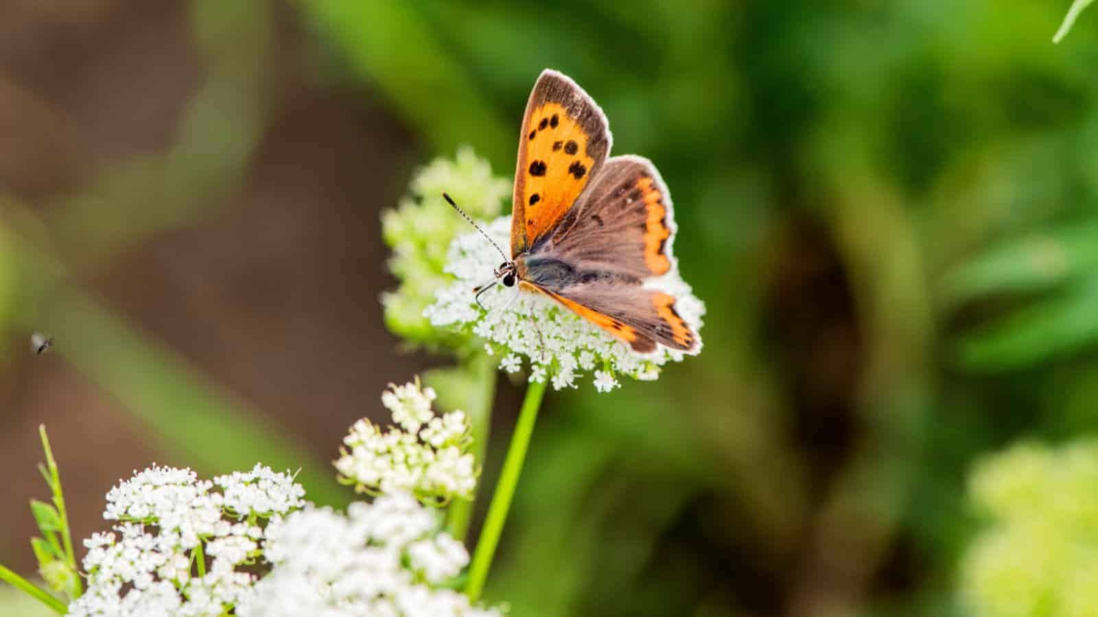 Selective focus of a white flowering plant with butterfly on top under the sunlight