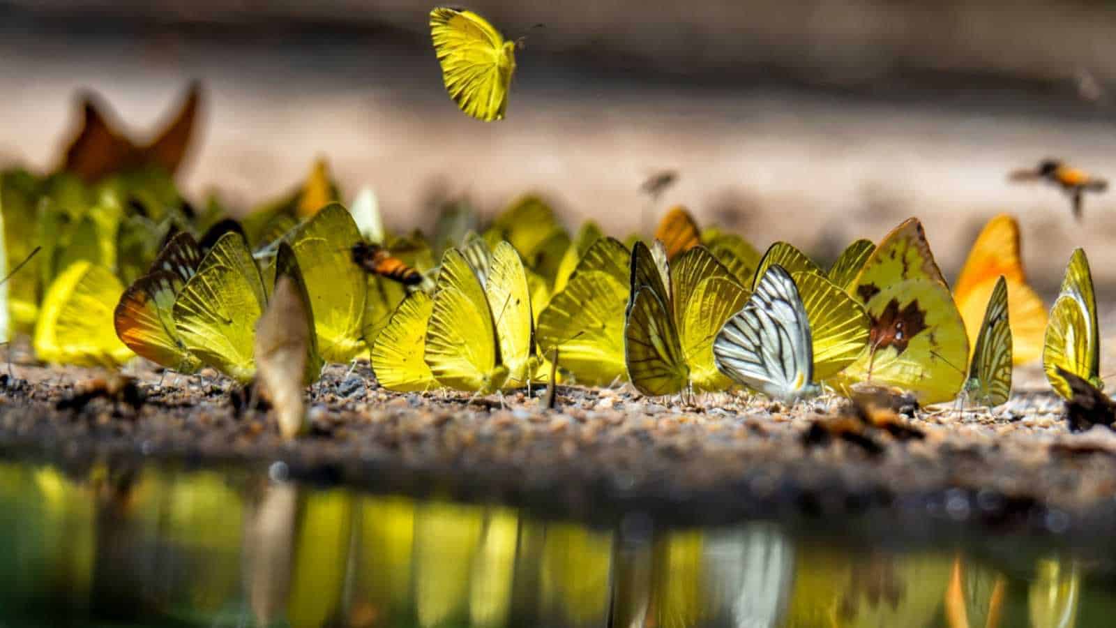 Close up view of a group of yellow butterfly puddling on the ground and flying in nature