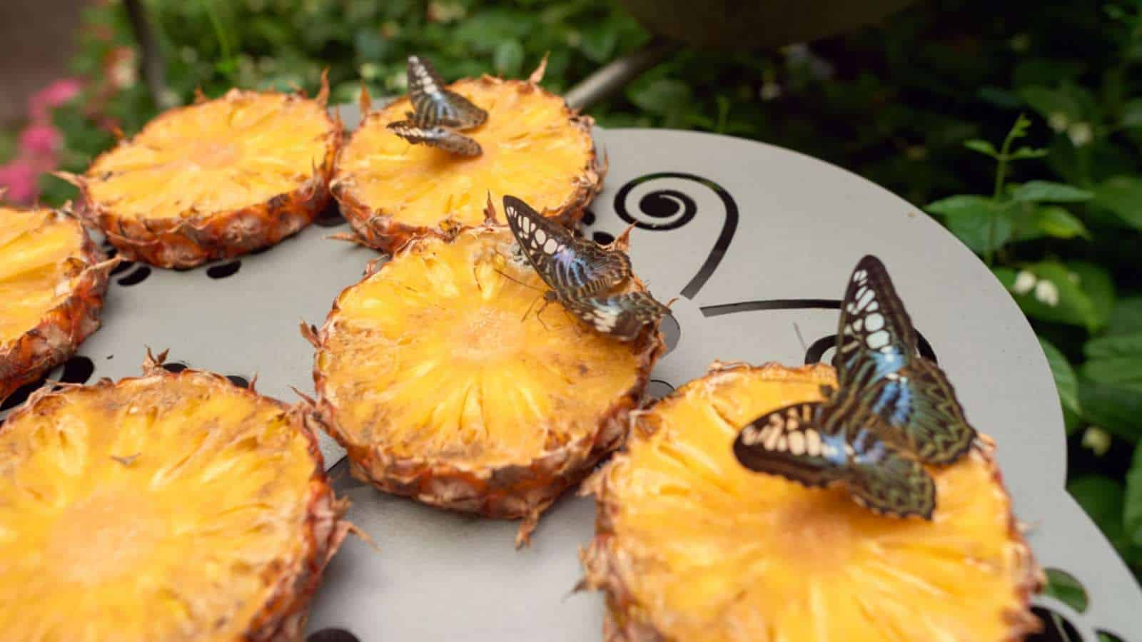 Close up view of pineapple fruit with butterfly on top in a butterfly garden