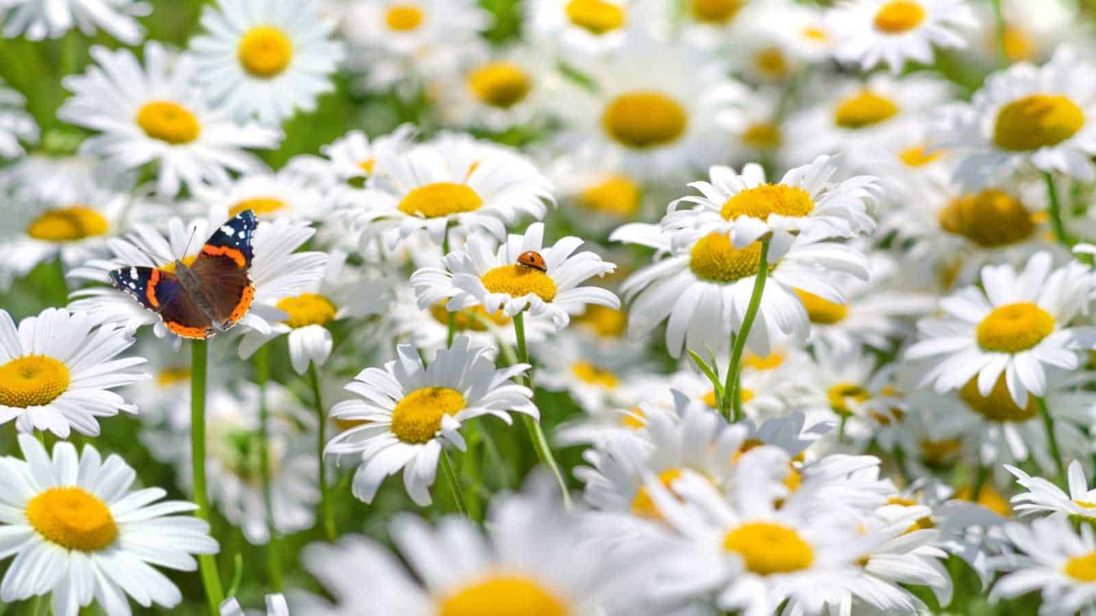 Bright summer landscape featuring beautiful wild chamomile flowers with butterfly and ladybug around