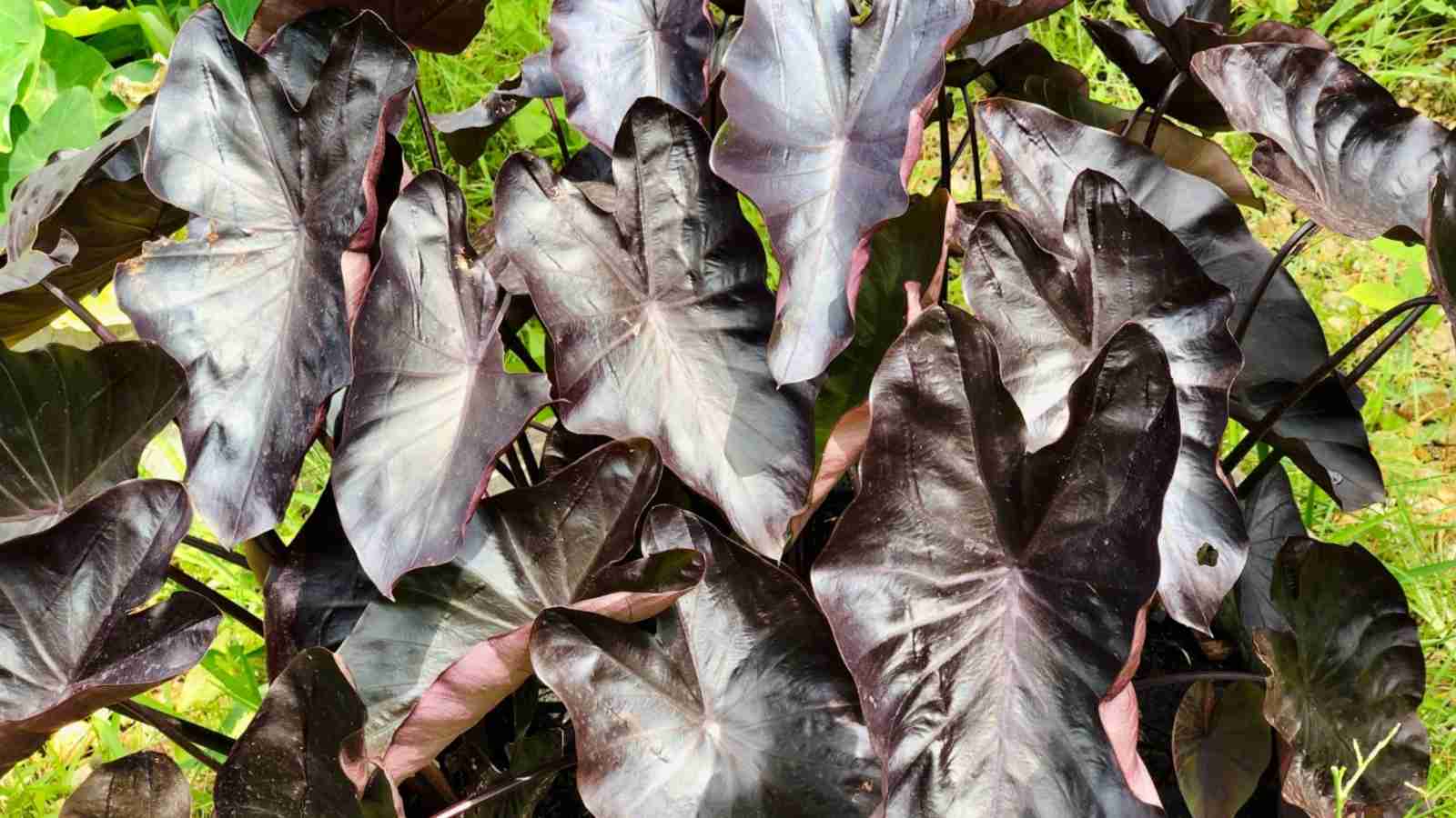 Close up view of black coral elephant ear plant with glossy jet-black leaves  