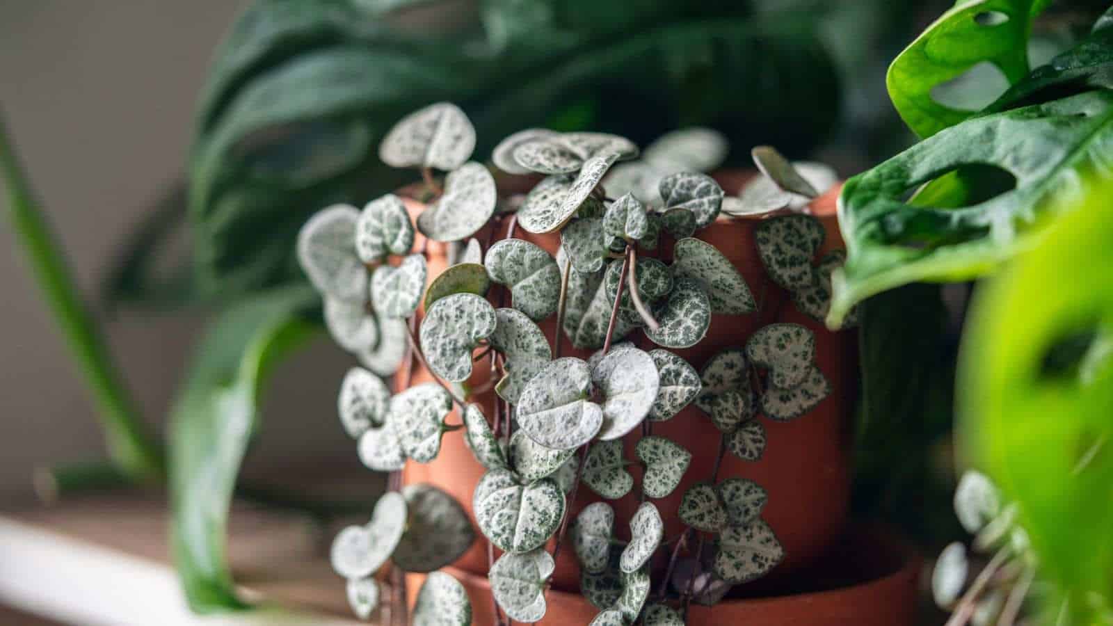 Close up view of ceropegia woodii houseplant with string of heart shaped leaves in clay pot