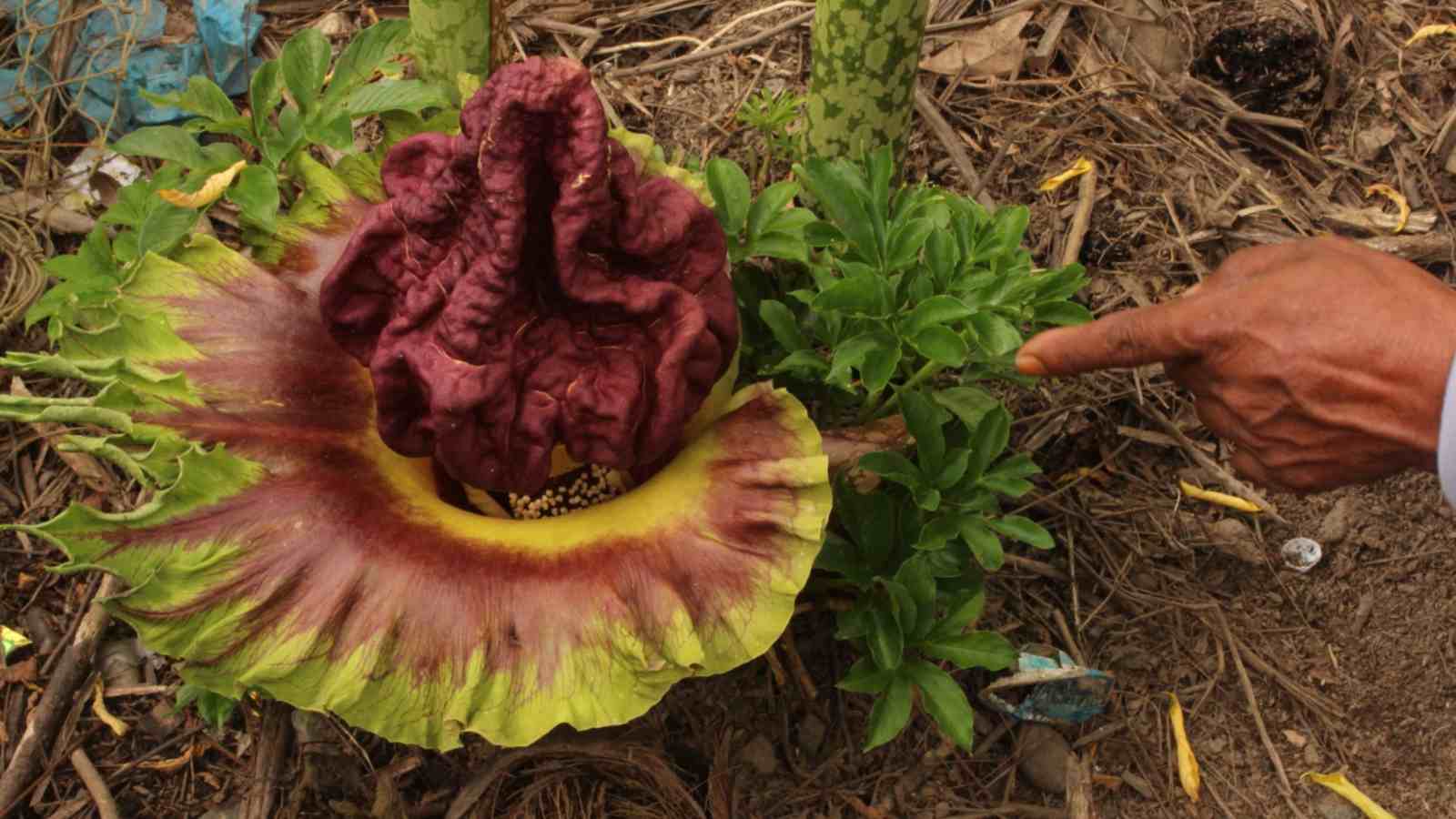 Close up of a man pointing to a corpse flower in the middle of the forest