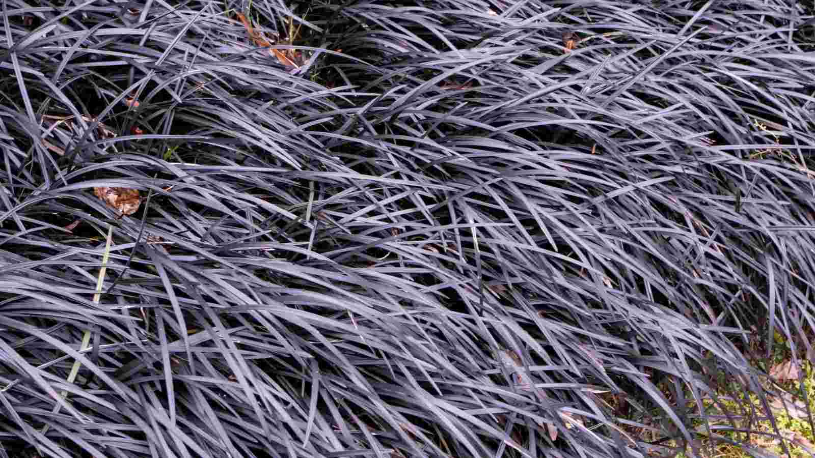 Close up view of black-mondo grass with dark purple leaves in the Japanese garden