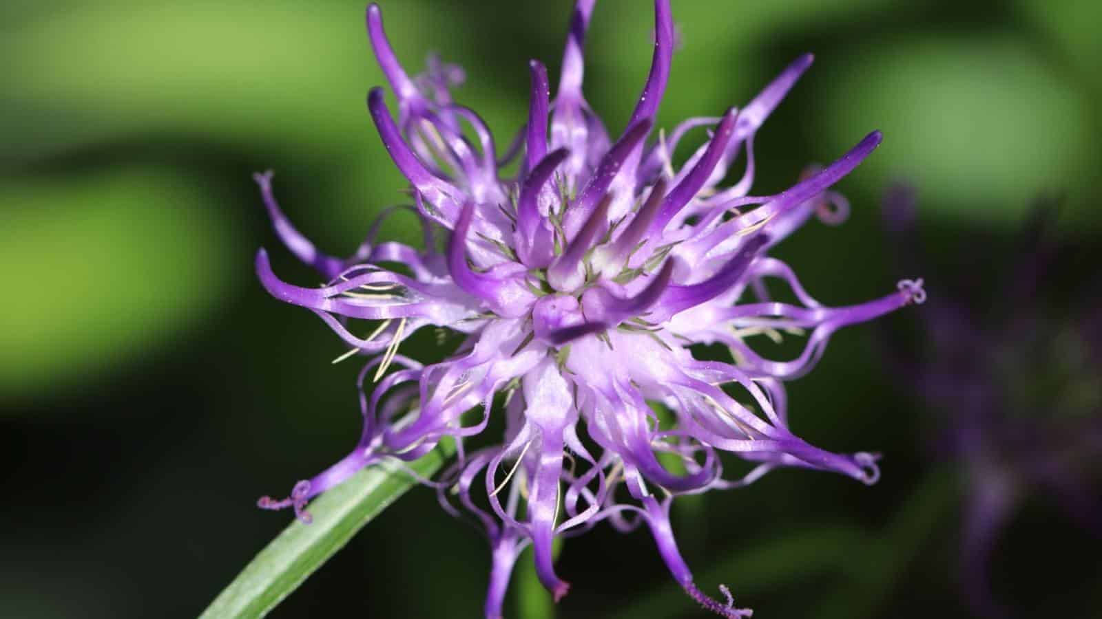 Purple devil’s claw flower