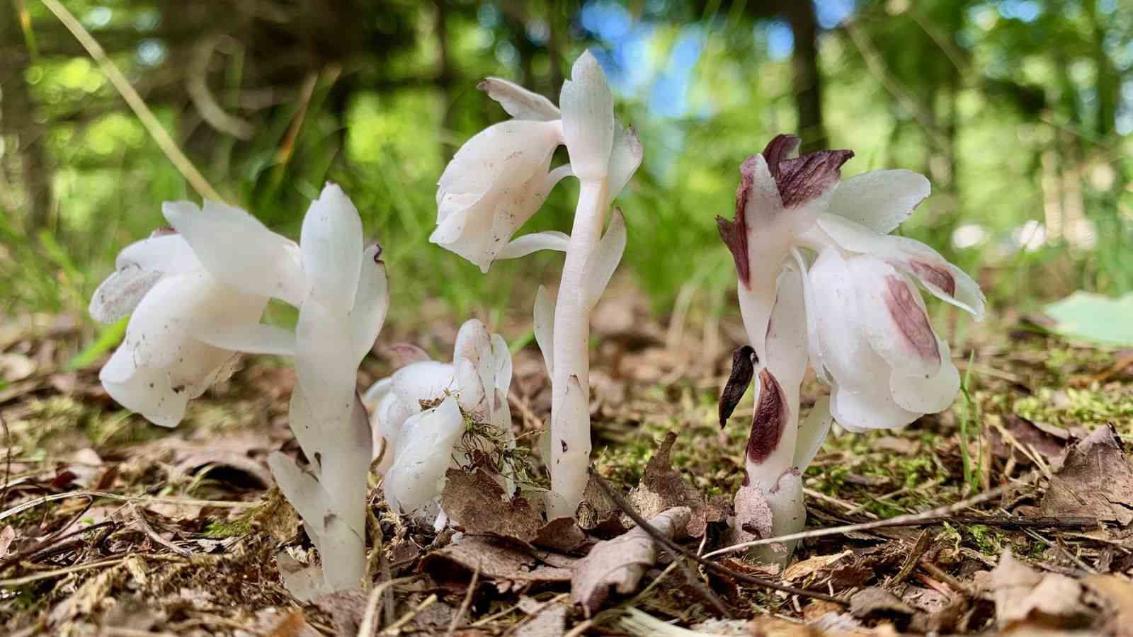 Macro shot of white ghost plant that grows in the forest