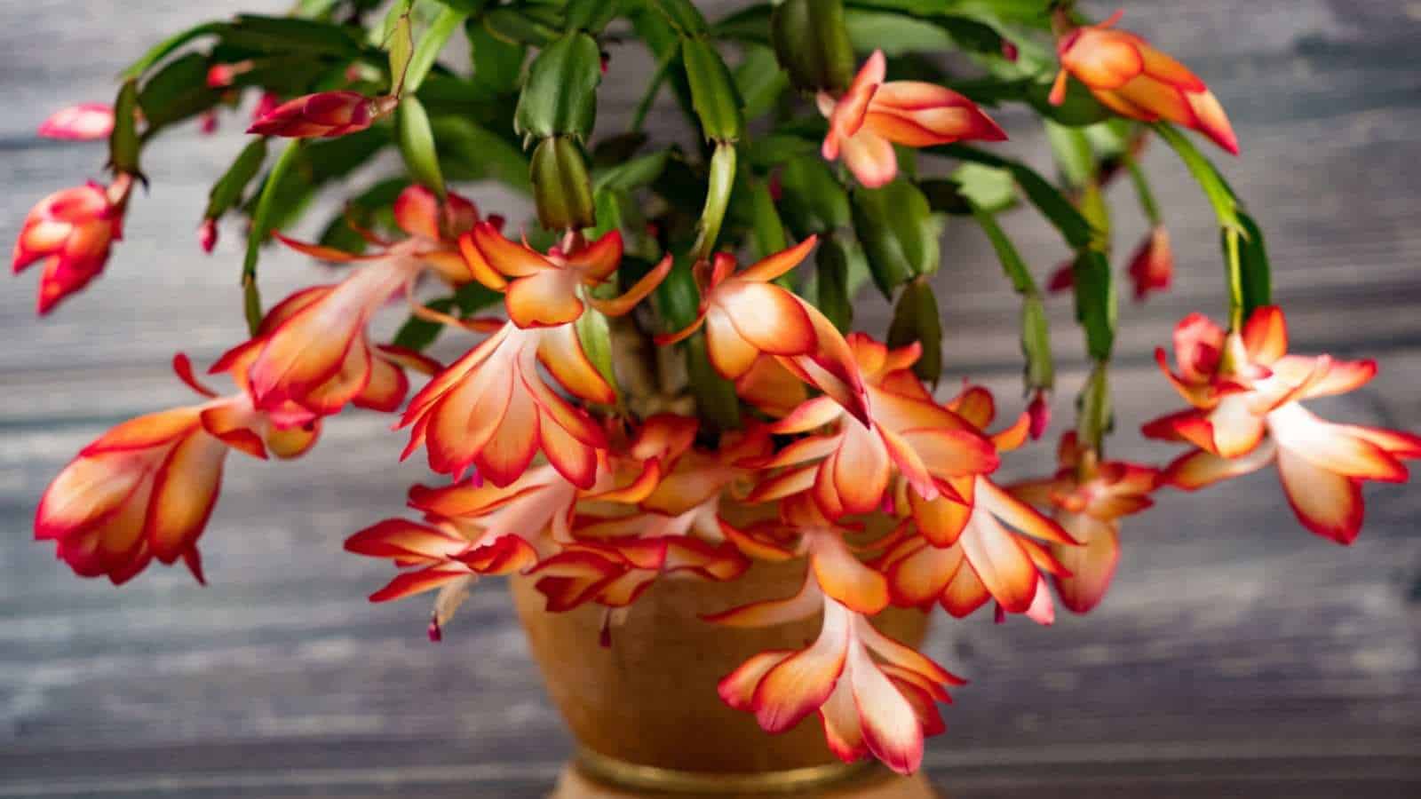 The easiest way to Merely Plant, Develop, and Take care of Christmas Cactus