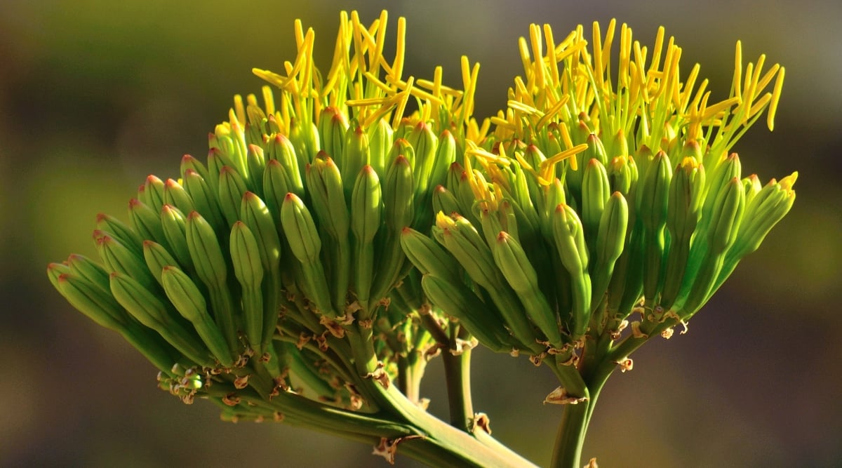 This close-up captures the vibrant beauty of an agave plant in bloom. A cluster of lime green agave flowers with sunny yellow tips emerges from a thick branch. The spiky agave leaves provide a textural contrast to the delicate flowers, while a soft blur of green foliage in the background adds depth to the scene.