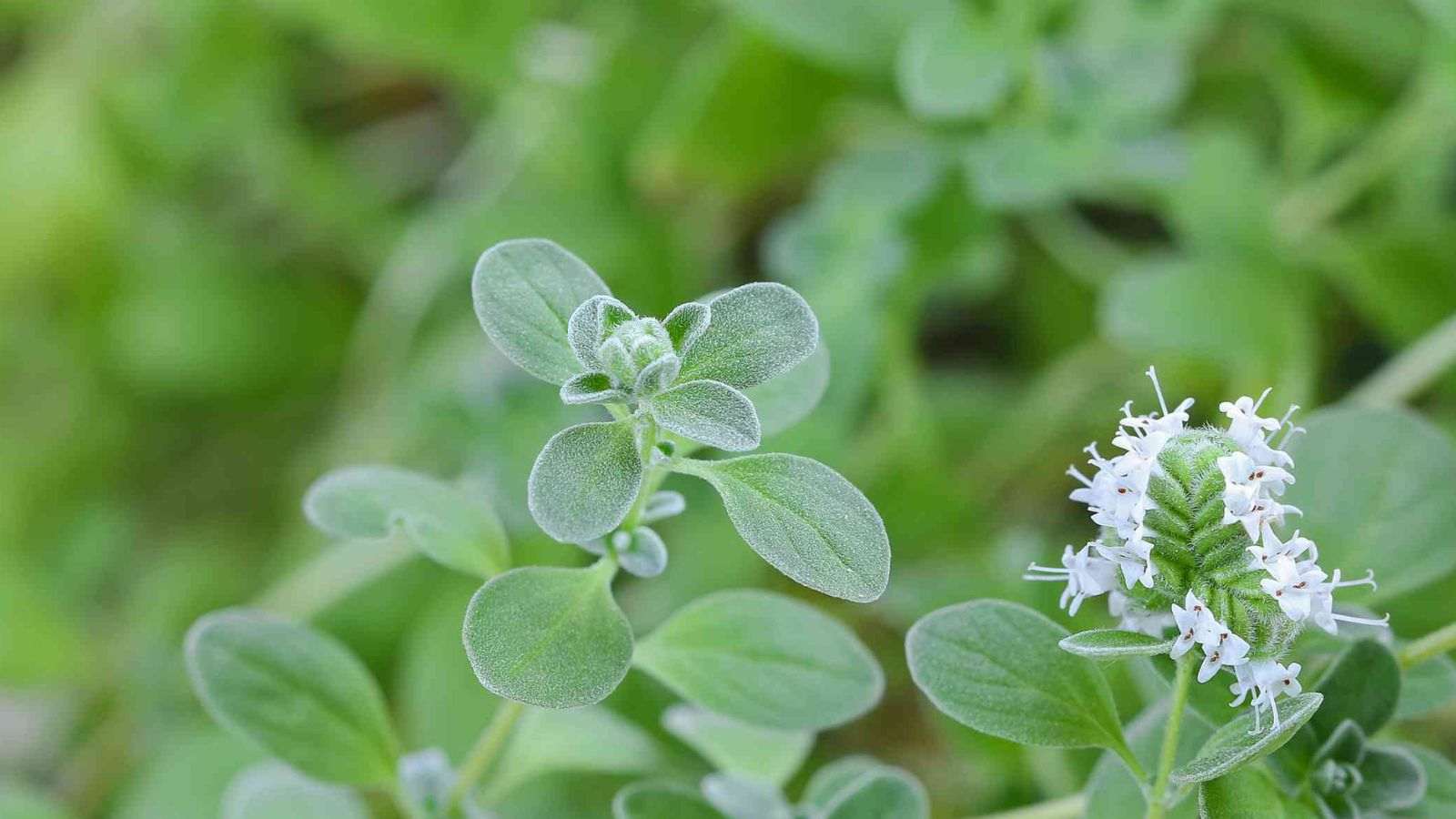 10 Herbs That Utterly Thrive in Fall