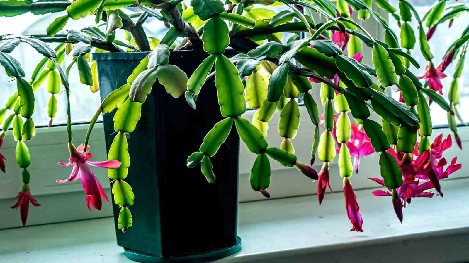 Close up view of Christmas cactus with pink flower on the windowsill