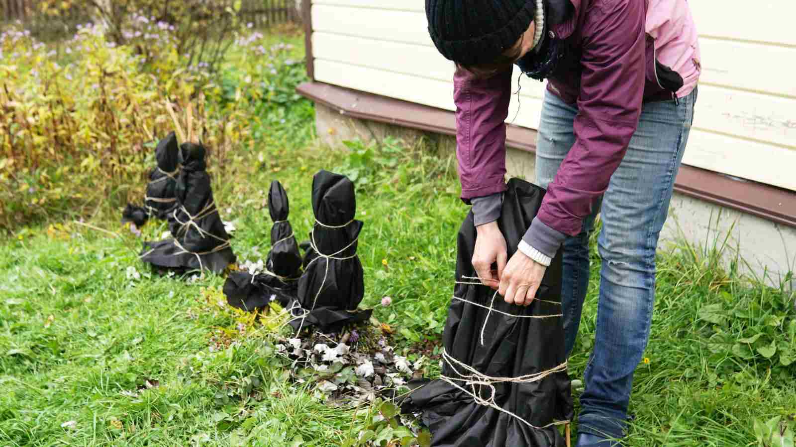 Close up view of a gardener covering plants with special cloth to protect it from snow ang frost in winter