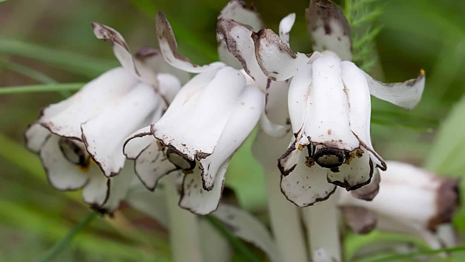 7 Best Spooky Vegetation for Your Halloween Yard