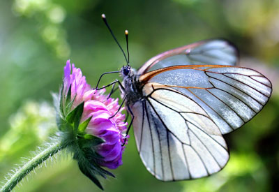 Butterfly Gardening: Vegetation, Design and Recommendations